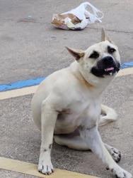 Found/Stray Female Dog last seen Walmart neighborhood , Houston, TX 77084