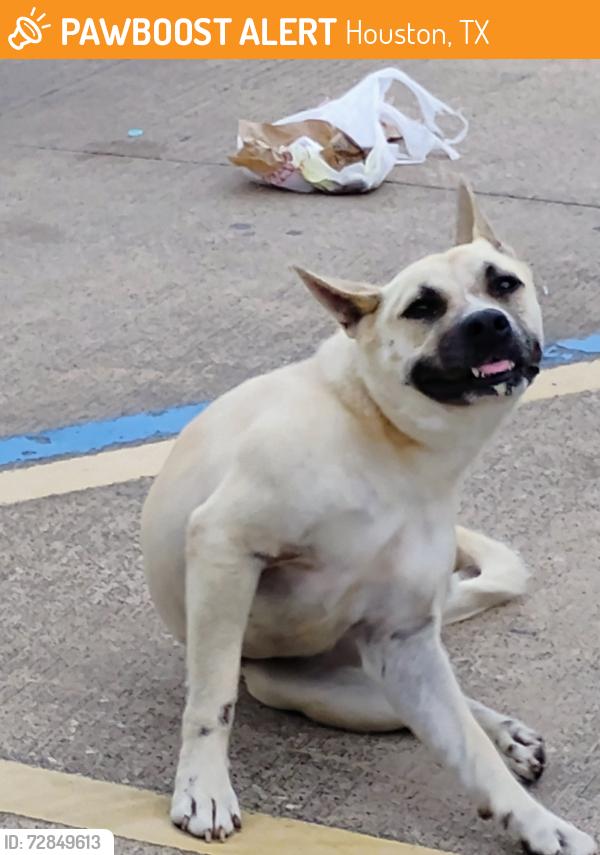 Found/Stray Female Dog last seen Walmart neighborhood , Houston, TX 77084