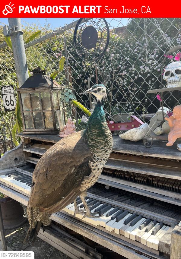 Lost Female Bird last seen Hull Ave & Delmas, San Jose, CA 95125