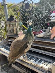 Lost Female Bird last seen Hull Ave & Delmas, San Jose, CA 95125