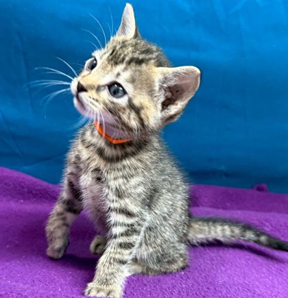 Shelter Stray Female Cat last seen College Station, TX 77840, Bryan, TX 77807