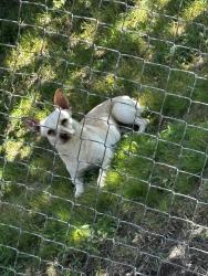 Lost Male Dog last seen Rainier St, Cedar Hill, TX 75104