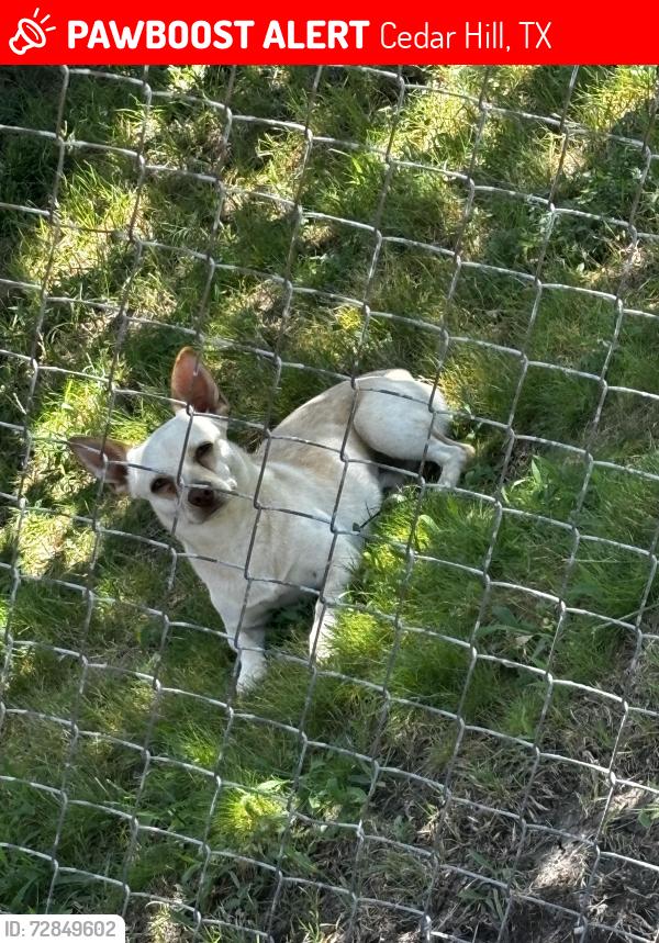 Lost Male Dog last seen Rainier St, Cedar Hill, TX 75104