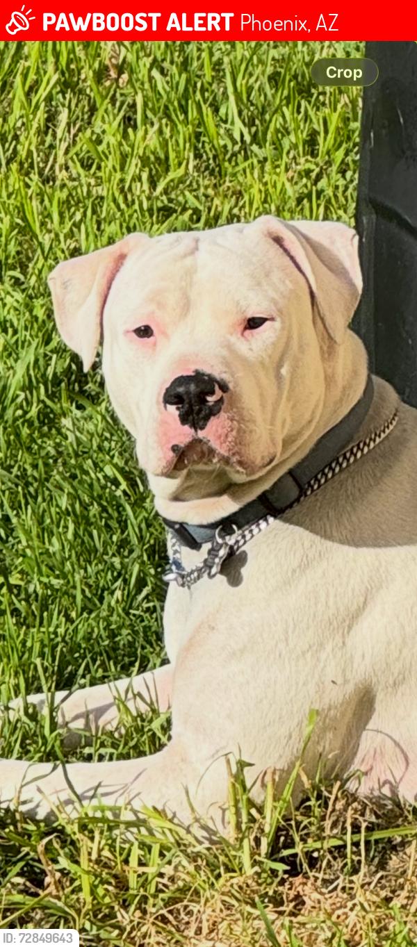 Lost Male Dog last seen 37th ave and thunderbird, Phoenix, AZ 85053
