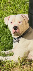 Lost Male Dog last seen 37th ave and thunderbird, Phoenix, AZ 85053