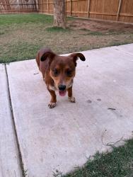 Found/Stray Male Dog last seen Lorenzo Country Club, Lorenzo, TX 79343