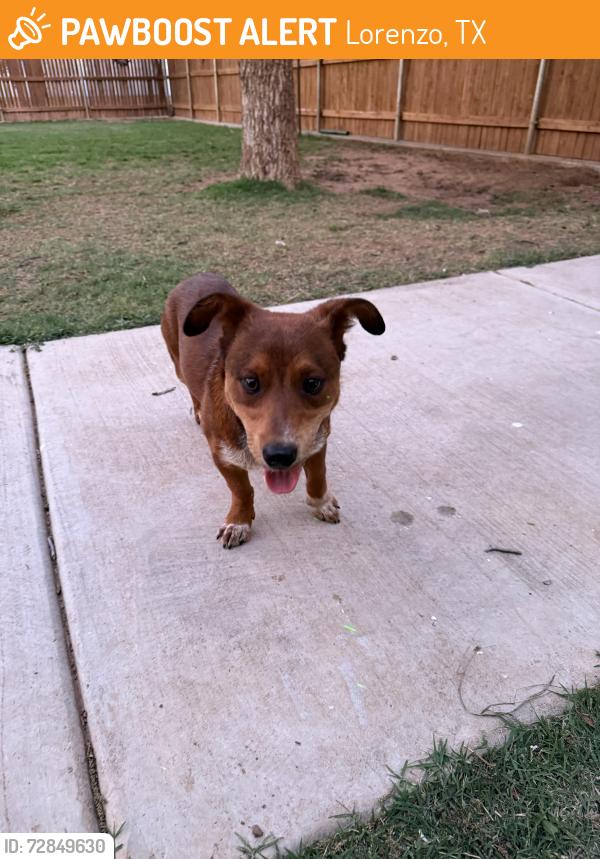Found/Stray Male Dog last seen Lorenzo Country Club, Lorenzo, TX 79343