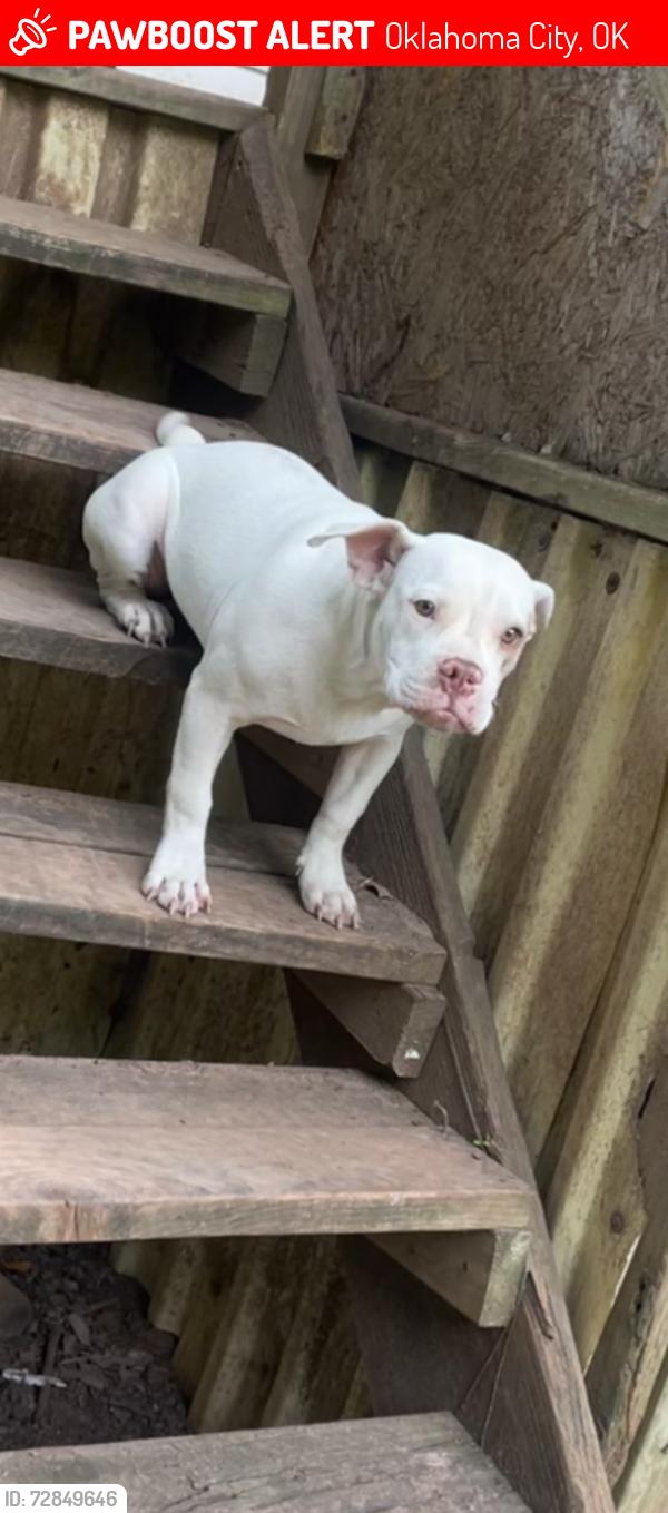 Lost Female Dog last seen Near sw 24 st , Oklahoma City, OK 73109
