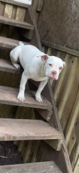 Lost Female Dog last seen Near sw 24 st , Oklahoma City, OK 73109
