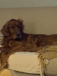 Lost Male Dog last seen Walker ave Muskegon mi, Muskegon, MI 49442