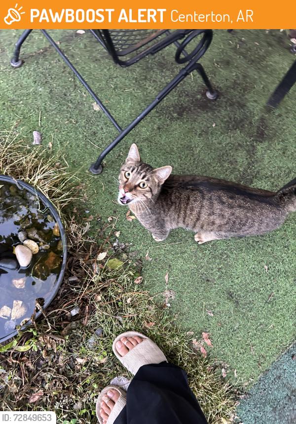 Found/Stray Unknown Cat last seen Centerton city park , Centerton, AR 72719