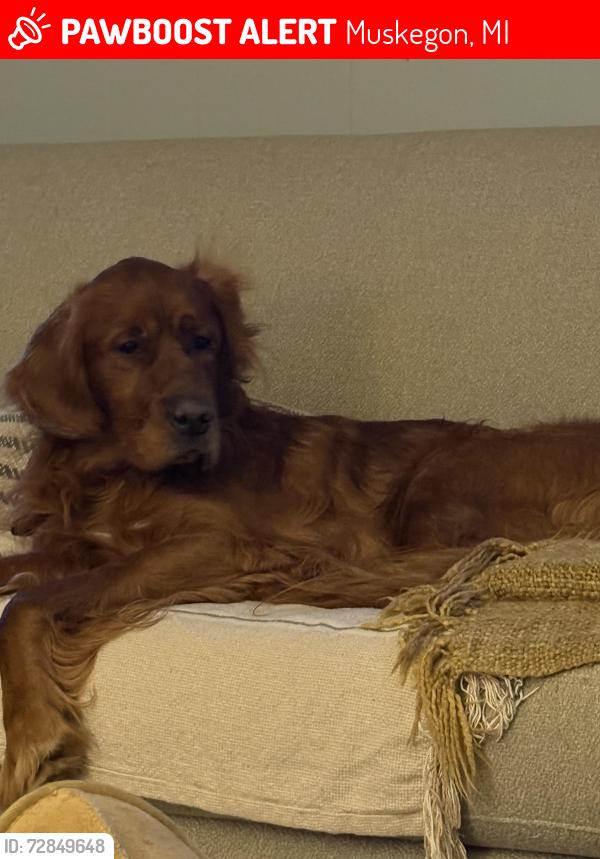 Lost Male Dog last seen Walker ave Muskegon mi, Muskegon, MI 49442