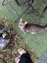 Found/Stray Unknown Cat last seen Centerton city park , Centerton, AR 72719