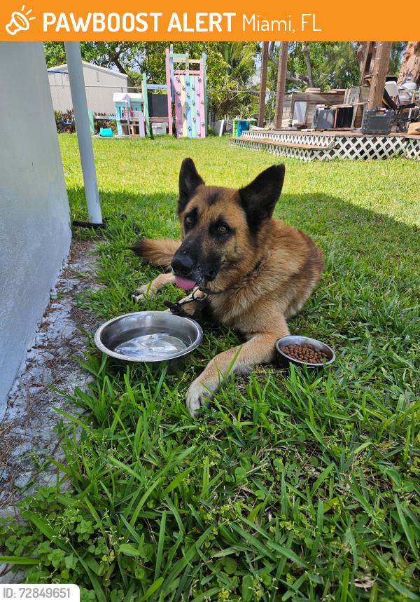 Found/Stray Male Dog last seen Near nw 205th terrace, Miami, FL 33169