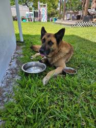 Found/Stray Male Dog last seen Near nw 205th terrace, Miami, FL 33169