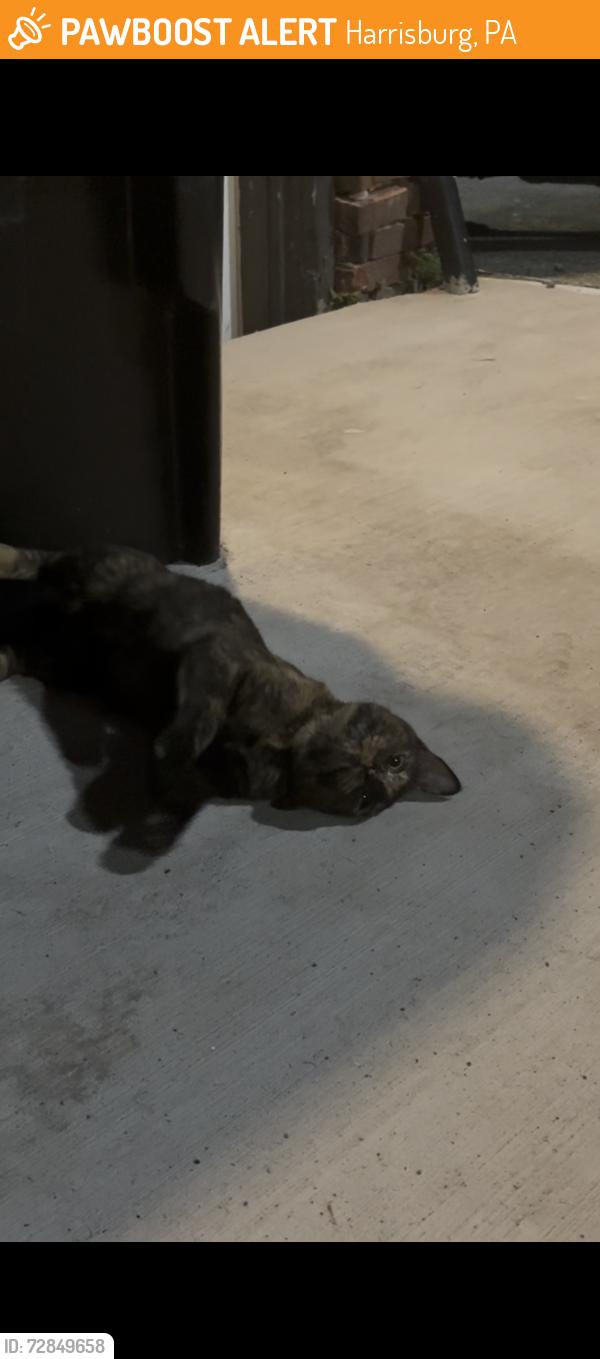 Found/Stray Female Cat last seen buttonwood st harrisburg , Harrisburg, PA 17101
