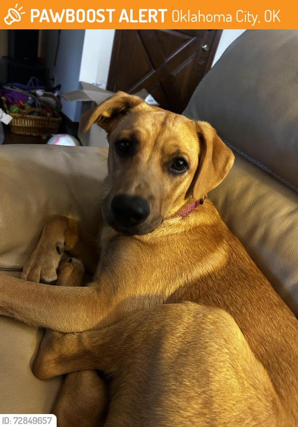 Found/Stray Female Dog last seen Near 1530 SE Grand Blvd off of I-35, Oklahoma City, OK 73129