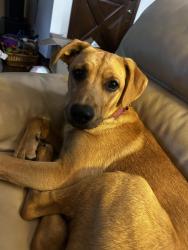 Found/Stray Female Dog last seen Near 1530 SE Grand Blvd off of I-35, Oklahoma City, OK 73129