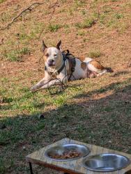 Lost Female Dog last seen Taylor Rd, Riverdale, GA 30274