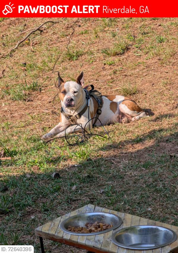 Lost Female Dog last seen Taylor Rd, Riverdale, GA 30274