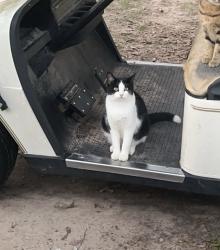 Lost Female Cat last seen Derk small rd, Montgomery County, TX 77328