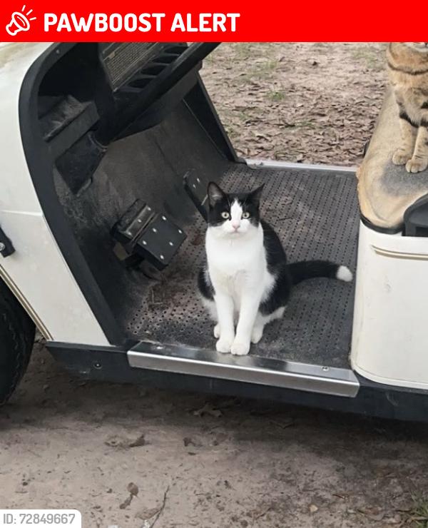 Lost Female Cat last seen Derk small rd, Montgomery County, TX 77328