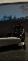 Lost Male Cat last seen Kinnaman rd, and 202nd, Aloha, OR 97007