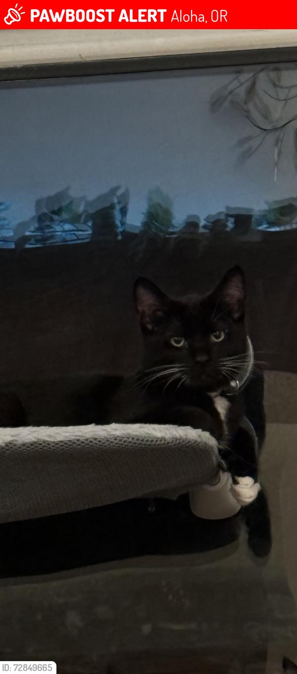 Lost Male Cat last seen Kinnaman rd, and 202nd, Aloha, OR 97007
