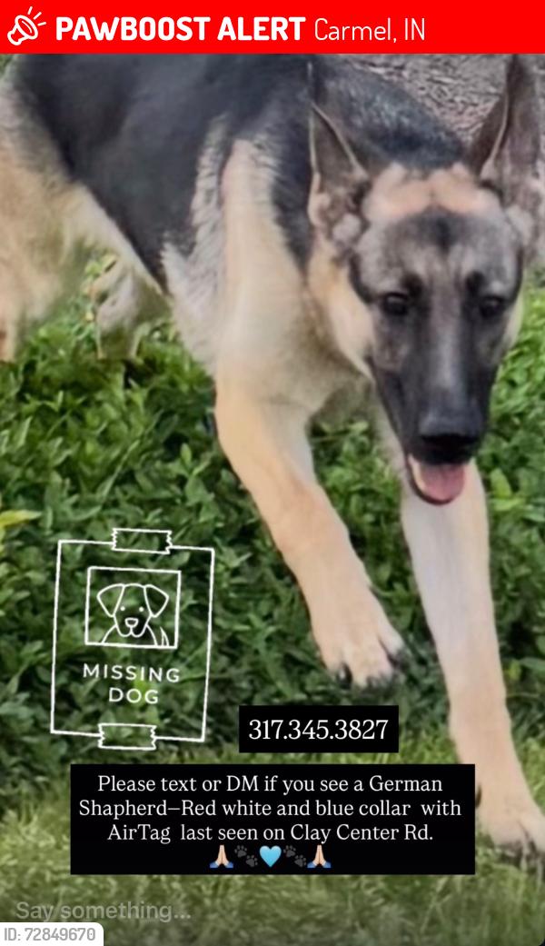 Lost Female Dog last seen Clay Ct Rd and 116th St, Carmel, IN 46032