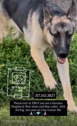 Lost Female Dog last seen Clay Ct Rd and 116th St, Carmel, IN 46032