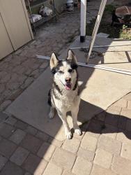 Lost Male Dog last seen 43rd olive, Glendale, AZ 85302