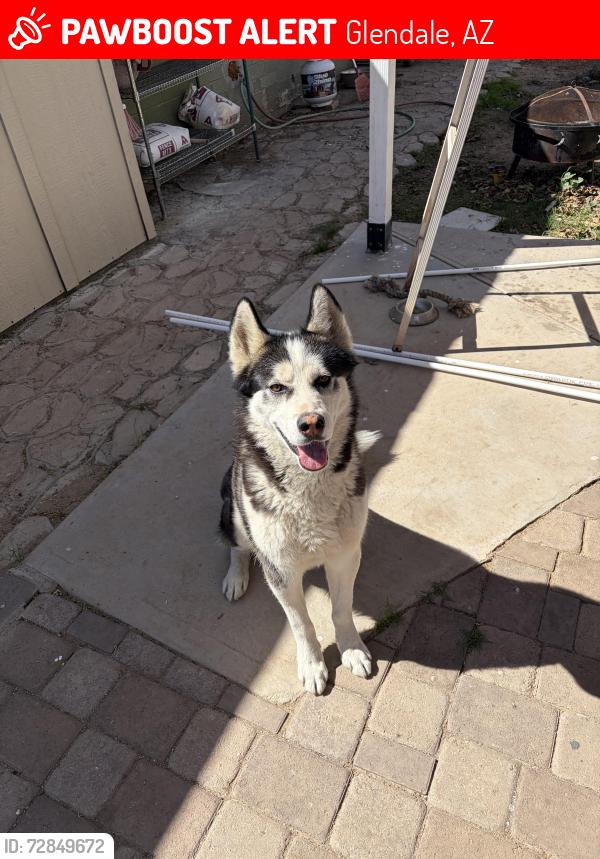 Lost Male Dog last seen 43rd olive, Glendale, AZ 85302