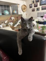 Lost Male Cat last seen Near Lower Azusa Rd. , Temple City, CA 91780