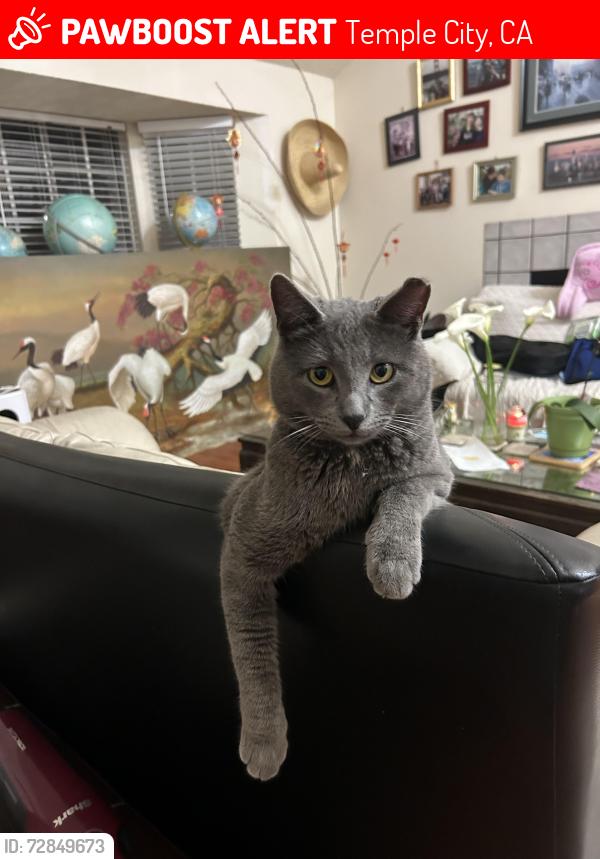 Lost Male Cat last seen Near Lower Azusa Rd. , Temple City, CA 91780