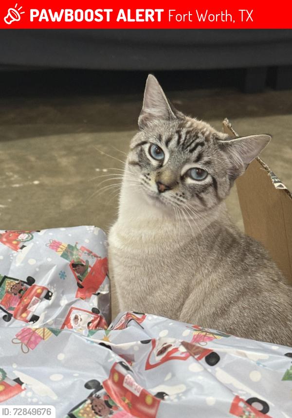 Lost Male Cat last seen Near yolanda drive , Fort Worth, TX 76112