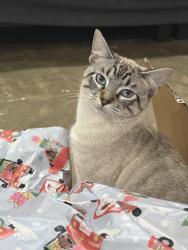 Lost Male Cat last seen Near yolanda drive , Fort Worth, TX 76112