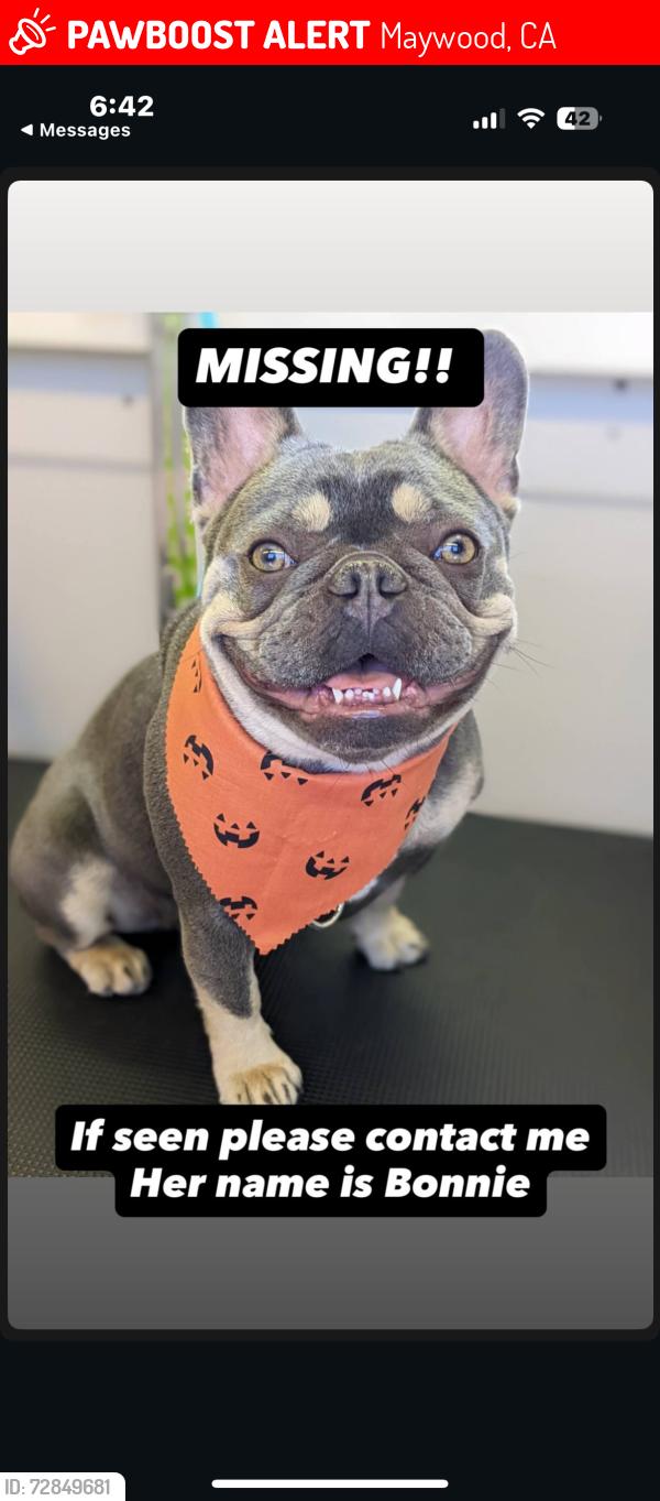 Lost Male Dog last seen 56th street , Maywood, CA 90270