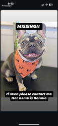 Lost Male Dog last seen 56th street , Maywood, CA 90270
