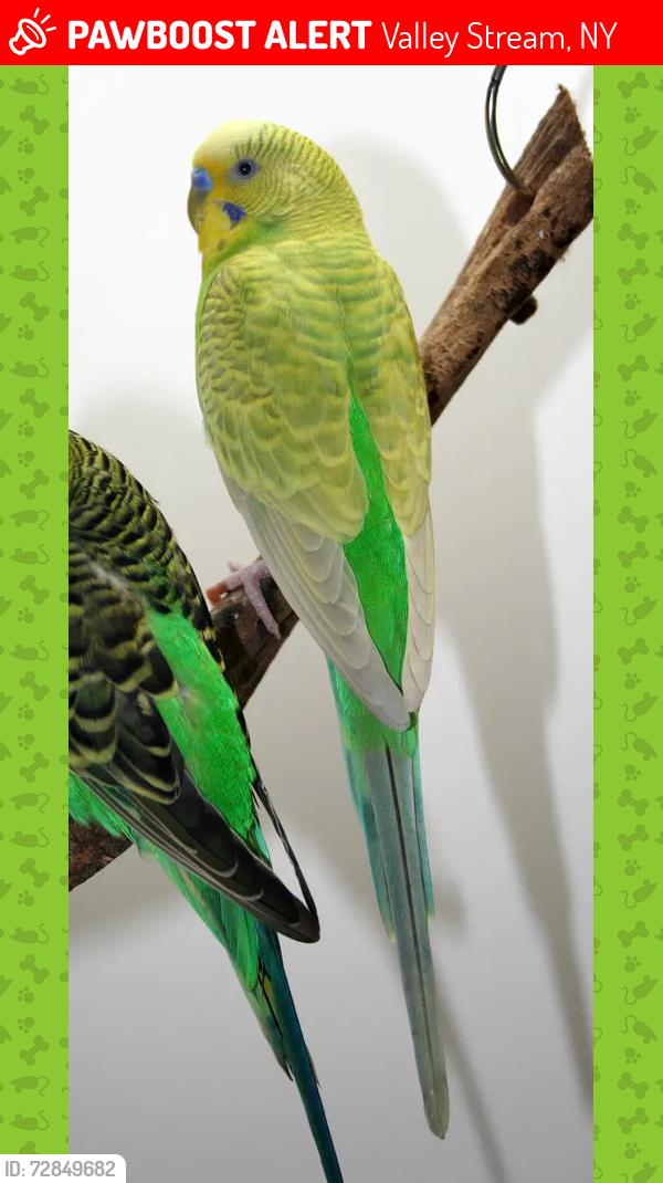 Lost Male Bird last seen Barret Park, Valley Stream, NY 11581