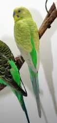 Lost Male Bird last seen Barret Park, Valley Stream, NY 11581