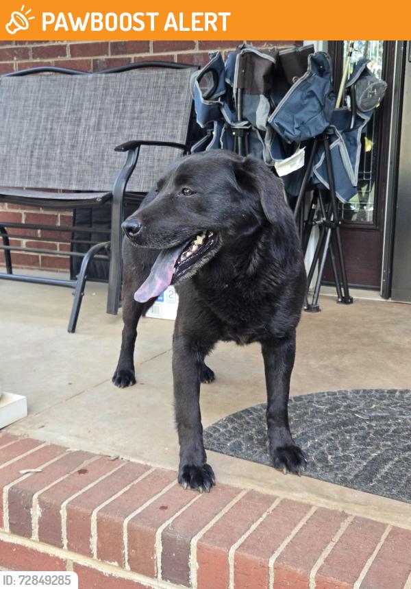 Found/Stray Male Dog last seen son Rd, Inman, Spartanburg County, SC 29322