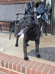 Found/Stray Male Dog last seen son Rd, Inman, Spartanburg County, SC 29322
