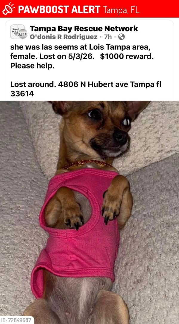 Lost Female Dog last seen Near n hubert ave tampa fl 33614, Tampa, FL 33614