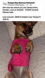 Lost Female Dog last seen Near n hubert ave tampa fl 33614, Tampa, FL 33614