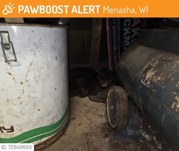 Found/Stray Female Cat last seen In my grge, Menasha, WI 54952