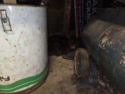 Found/Stray Female Cat last seen In my grge, Menasha, WI 54952