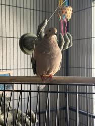 Lost Female Bird last seen Slater & Brookhurst, Fountain Valley, CA 92708
