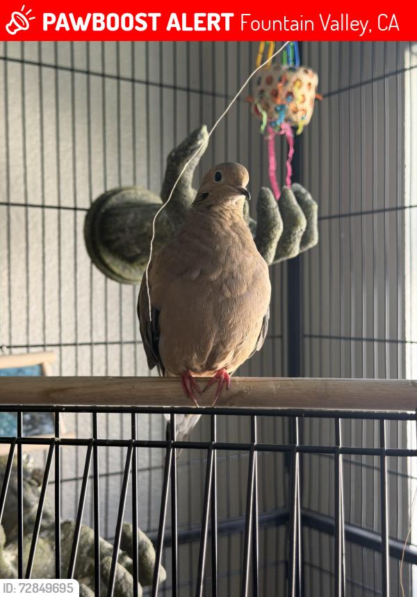 Lost Female Bird last seen Slater & Brookhurst, Fountain Valley, CA 92708