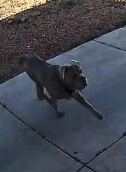Found/Stray Unknown Dog last seen Windmill and Paradise , Las Vegas, NV 89123