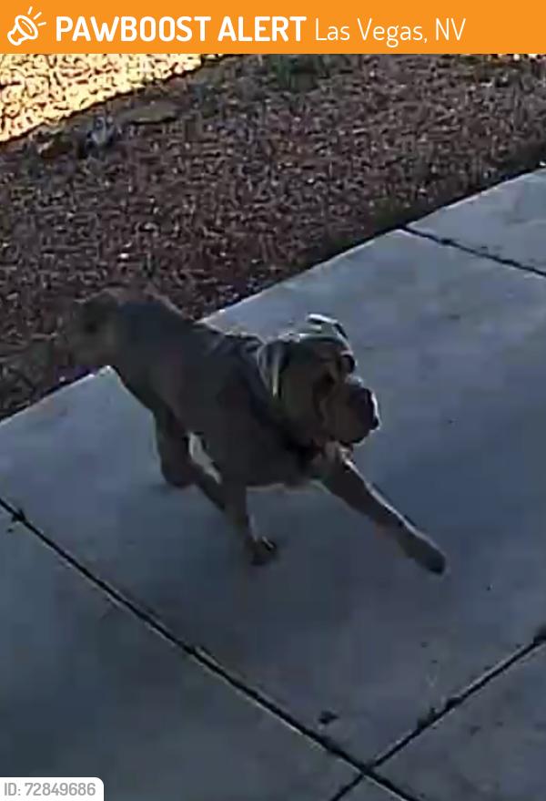 Found/Stray Unknown Dog last seen Windmill and Paradise , Las Vegas, NV 89123